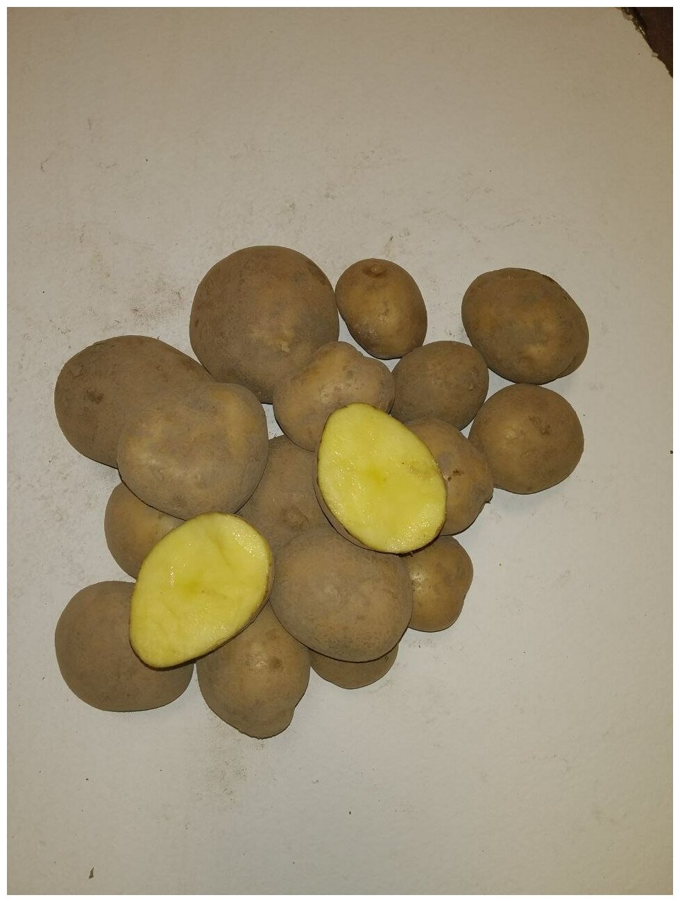 Картофель семенной винета клубни 1 кг - фотография № 3