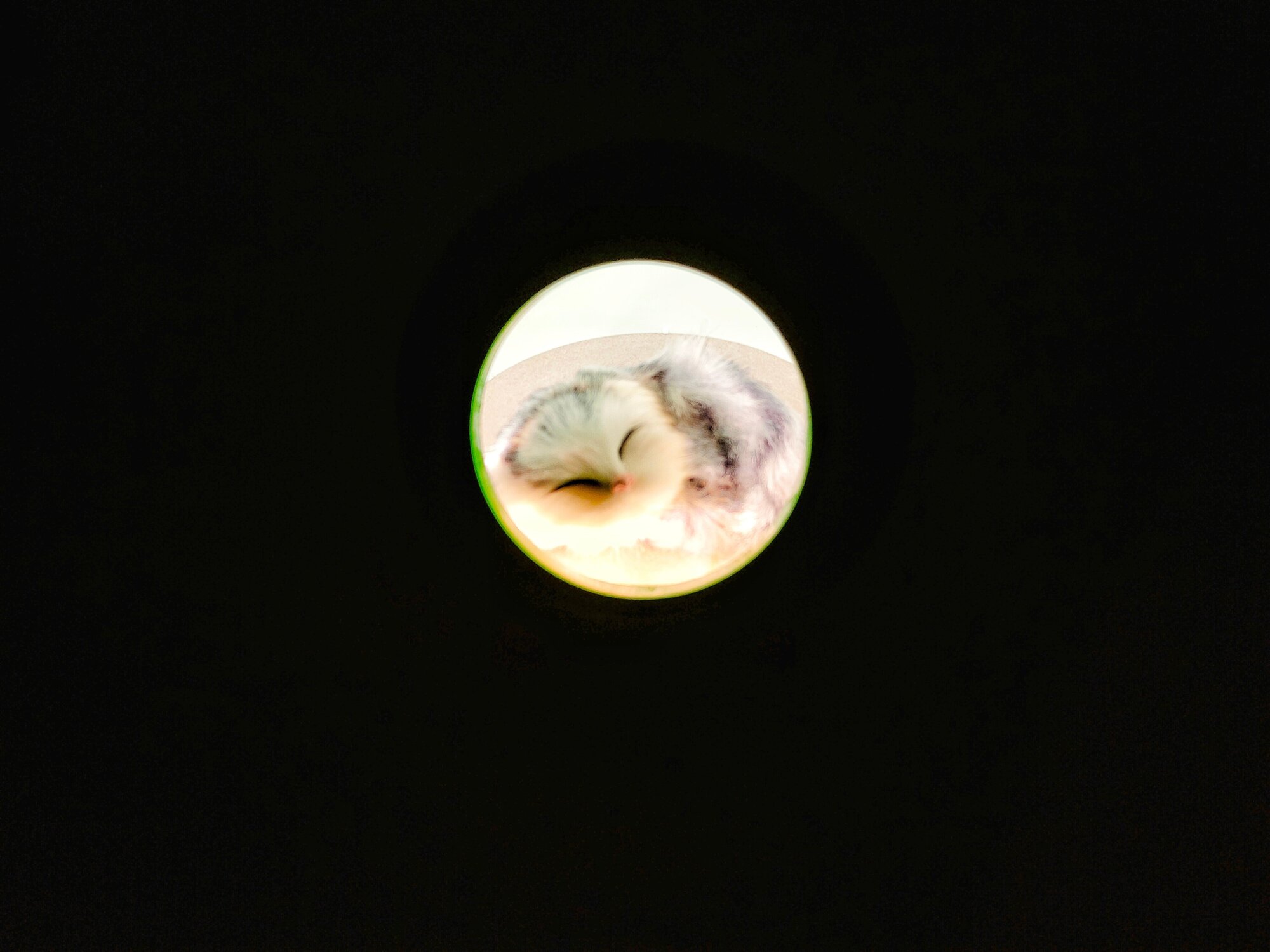Сенсорный ночной светильник My little pet зеленый - фотография № 5