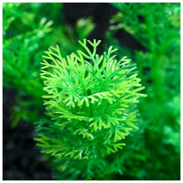 Растение искусственное аквариумное, 20 см, зелёное Пижон Аква 7524000 . - фотография № 2