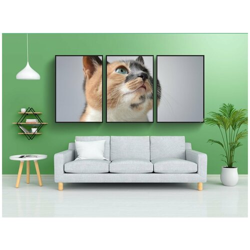 фото Набор модулных постеров для интерьера "кошка, домашний питомец, ситцевый кот" 60x90 см. в тубусе, без рамки lotsprints