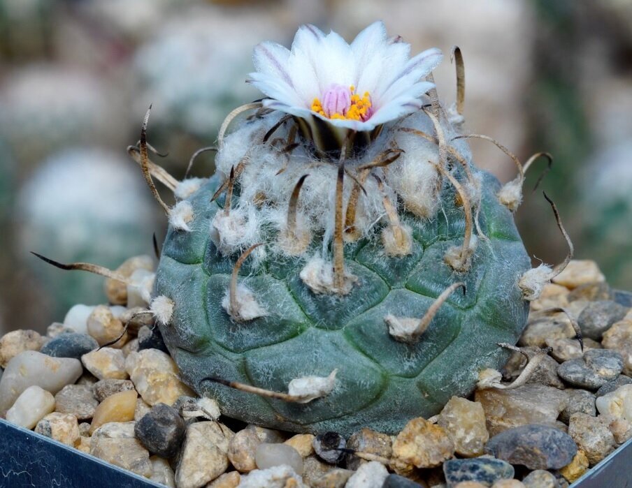 Семена Орешка Суккулент Кактус Turbinicarpus polaskii SB-269 10шт.