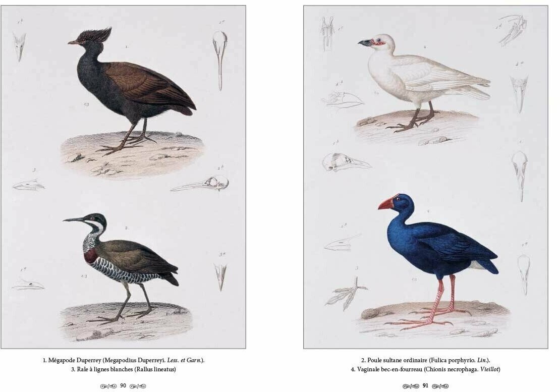 Ж.-Л. Кювье. Царство животных. Позвоночные. Птицы - фото №15