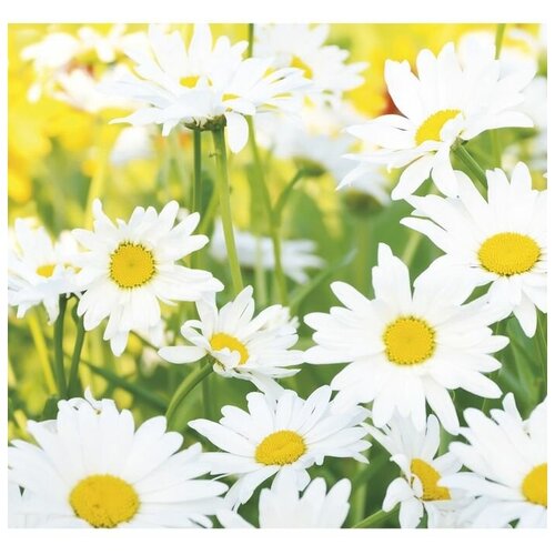 Фотообои К-118 Ромашковое настроение 6 листов 210 200 см 3262₽