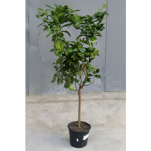 Цитрофортунелла Лимон штамбовая (D-26, Н-150)