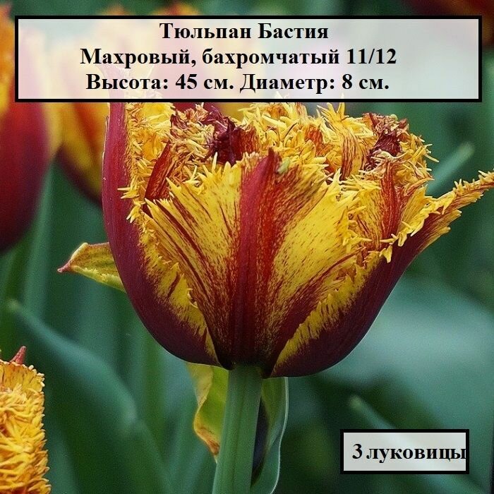 Тюльпан махровый, бахромчатый Бастия (3 луковицы) - фотография № 1