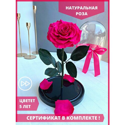 Роза в колбе Bonita 26 см Стабилизированные живые цветы