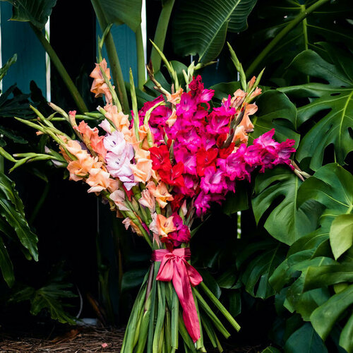 31 Гладиолус Микс