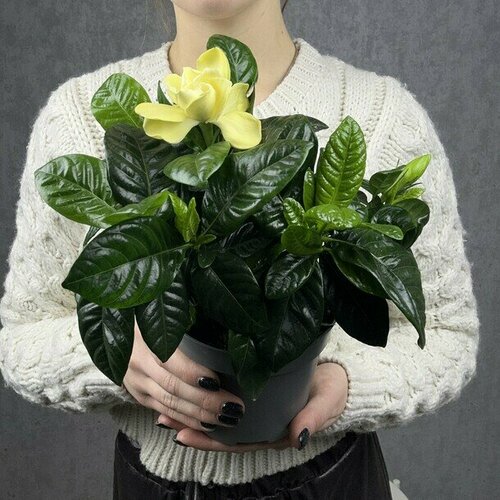 Гардения комнатное растение живое, цветок в горшке, высота 25 см, дм 13 sharmonic fleur Flawery
