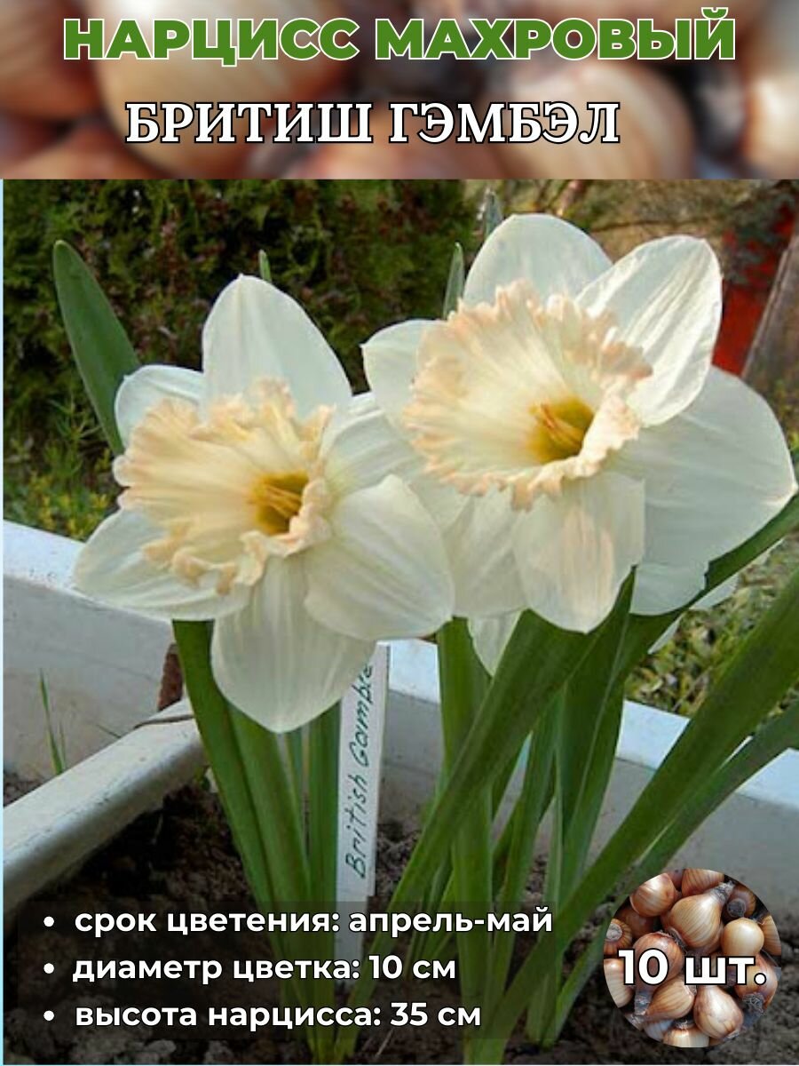 Нарцисс махровый луковицы 10 штук