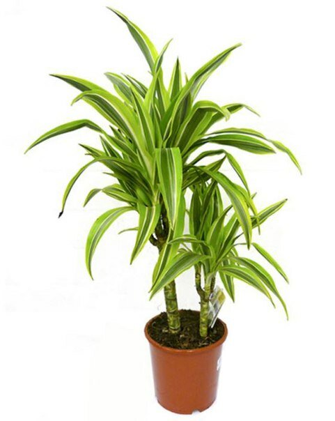 Драцена Лемон Лайм - Dracaena fr. Lemon Lime D20 H80