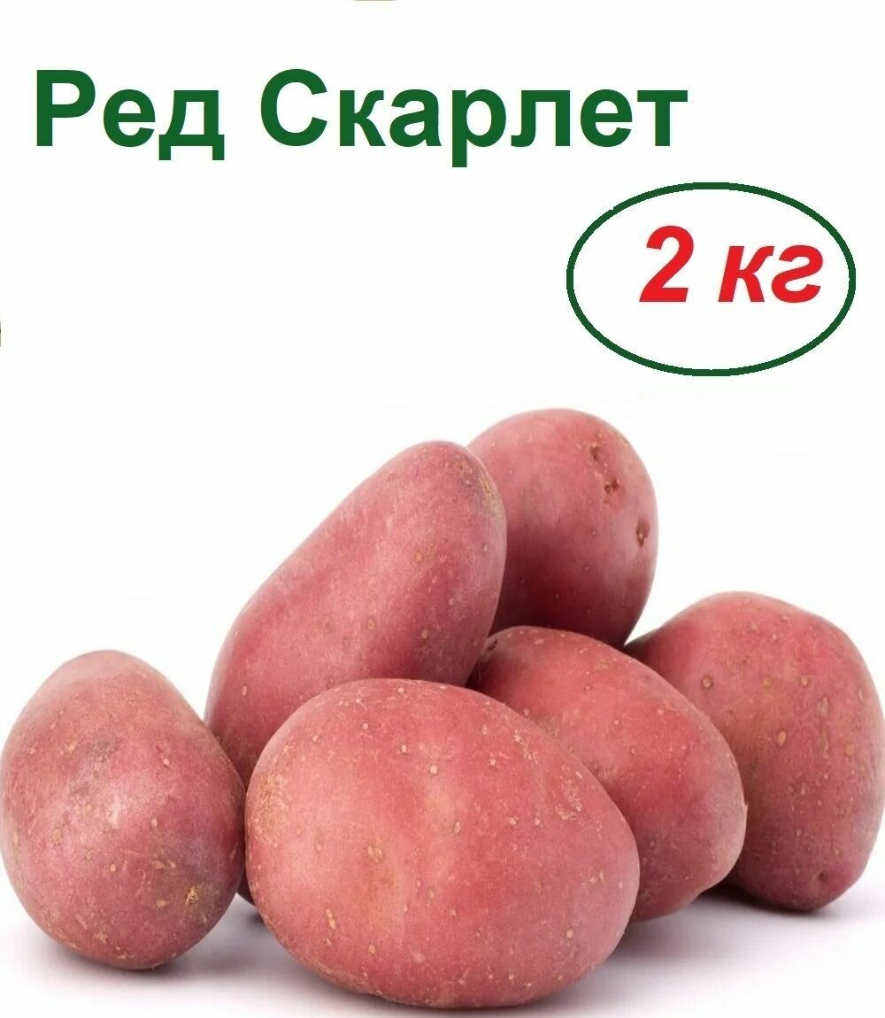 Картофель семенной "Ред Скарлет", 2 кг, популярный ранний урожайный сорт, способен очень долго сохранять товарный вид, легко транспортируется, отличается отменными вкусовыми качествами