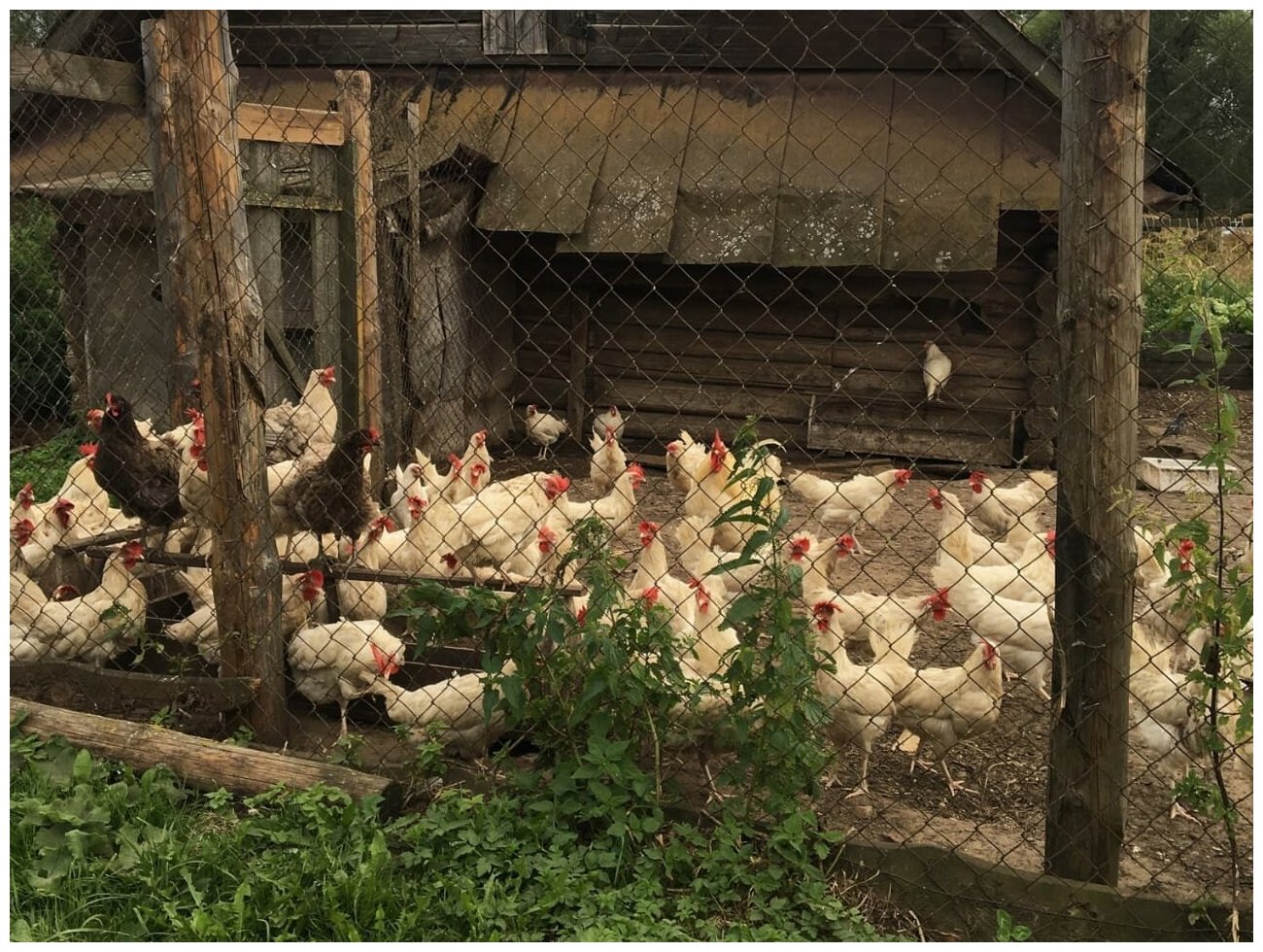 Ответы Mail.ru: Как вы представляете свое первое утро в деревне??? опишите интер