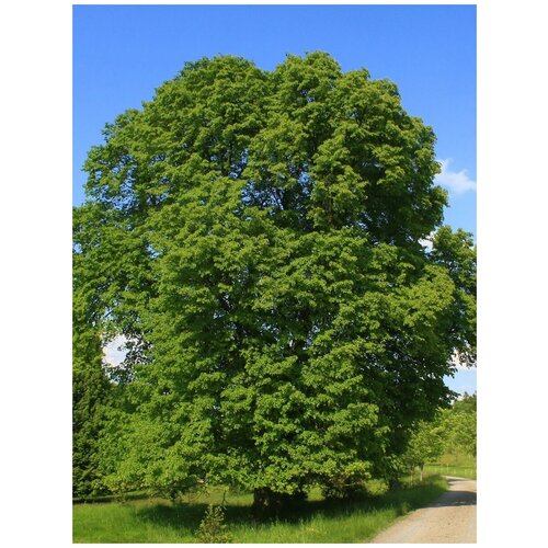 Семена Липа крупнолистная (Tilia platyphyllos), 20 штук