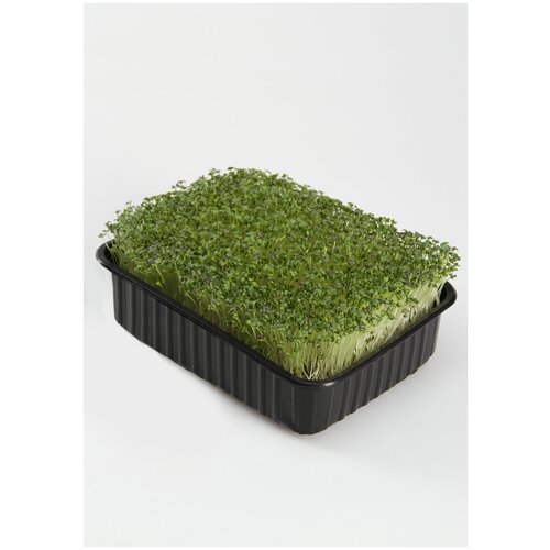 полный набор для выращивания микрозелени капуста зелёная Набор для выращивания микрозелени Капуста японская (мицуна) 3 г