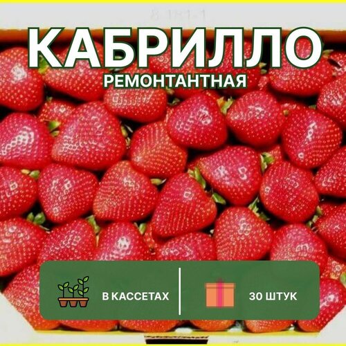 Клубника ремонтантная Кабрилло 30 штук саженцев в кассетах