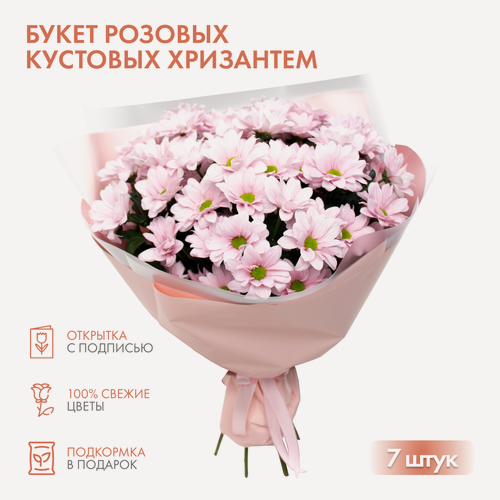 Изображение товара Монобукет IL FIORE "Хризантемы", 7 цветов, высота 60 см, каскадный, розово-кустовые