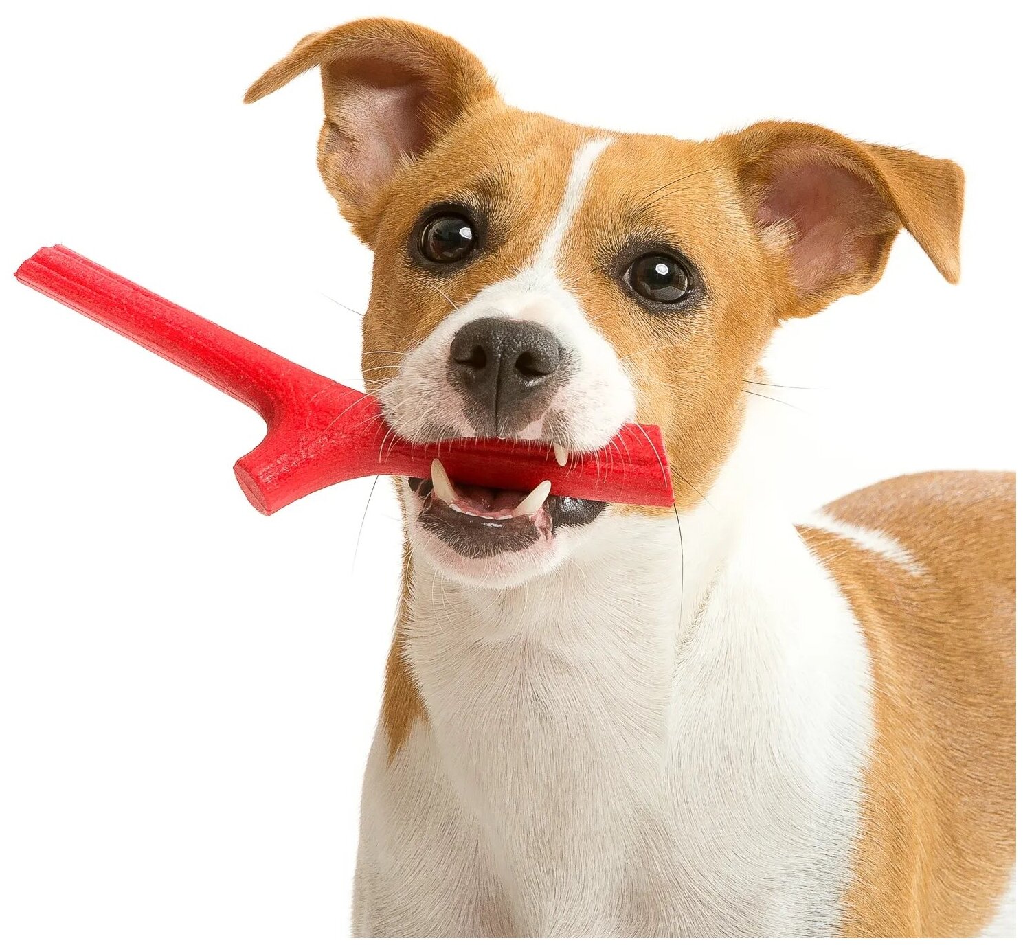 BAMA PET игрушка для собак палочка TUTTO MIO 16см, резиновая, цвета в ассортименте - фотография № 5
