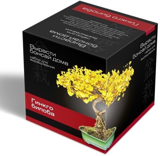 Подарочный набор для выращивания Экоклуб  Вырасти Бонсай дома  Гинкго Билоба 
