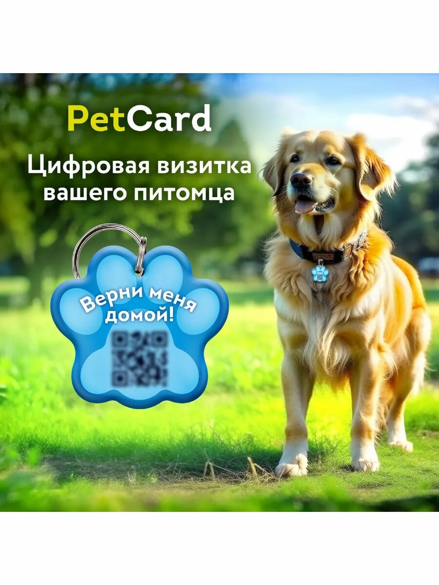 Адресник для собак и кошек PetCard с QR кодом и NFC, голубой