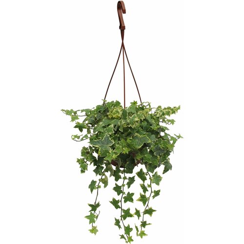 Растение Хедера Хеликс 40 см 1199₽