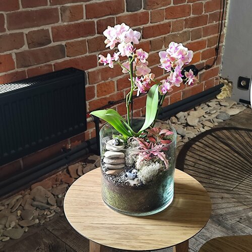 Флорариум с орхидеями фаленопсис в стекле со мхом