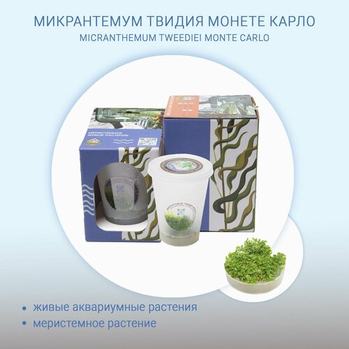 Микрантемум твидия монете карло MICRANTHEMUM TWEEDIEI MONTE CARLO меристема живые растения in-vitro для аквариума 490₽
