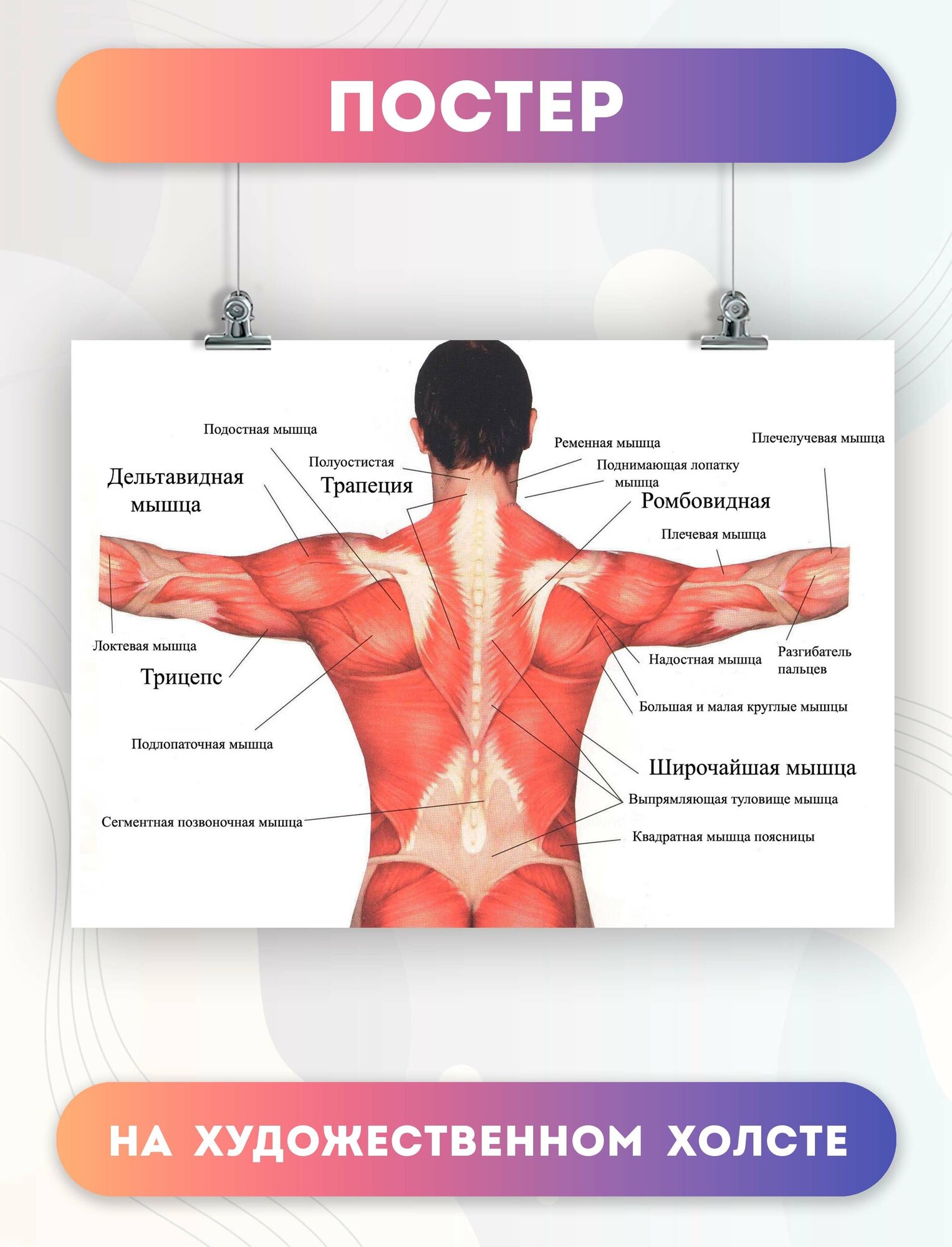 Постер на холсте анатомия мышц биология больница (2) 30х40 см