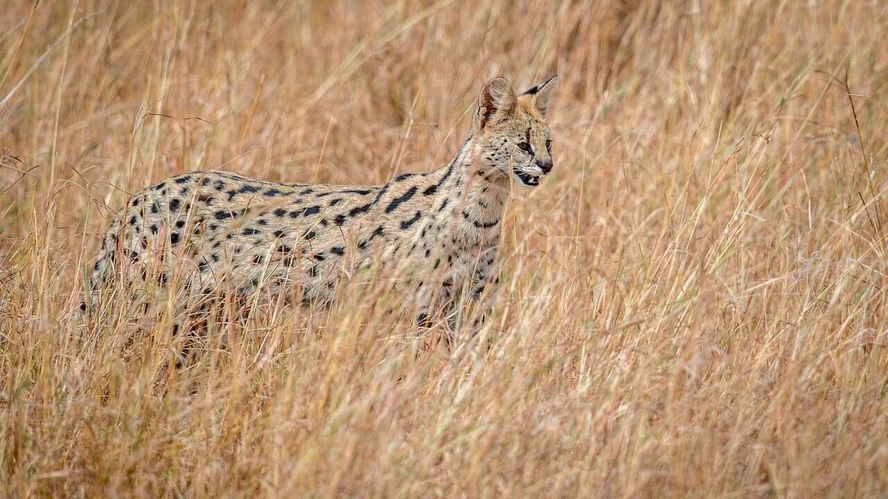 Картина на холсте 60x110 Альянс Лес "Охотник Serval дикая природа" на подрамнике / интерьер/ декор