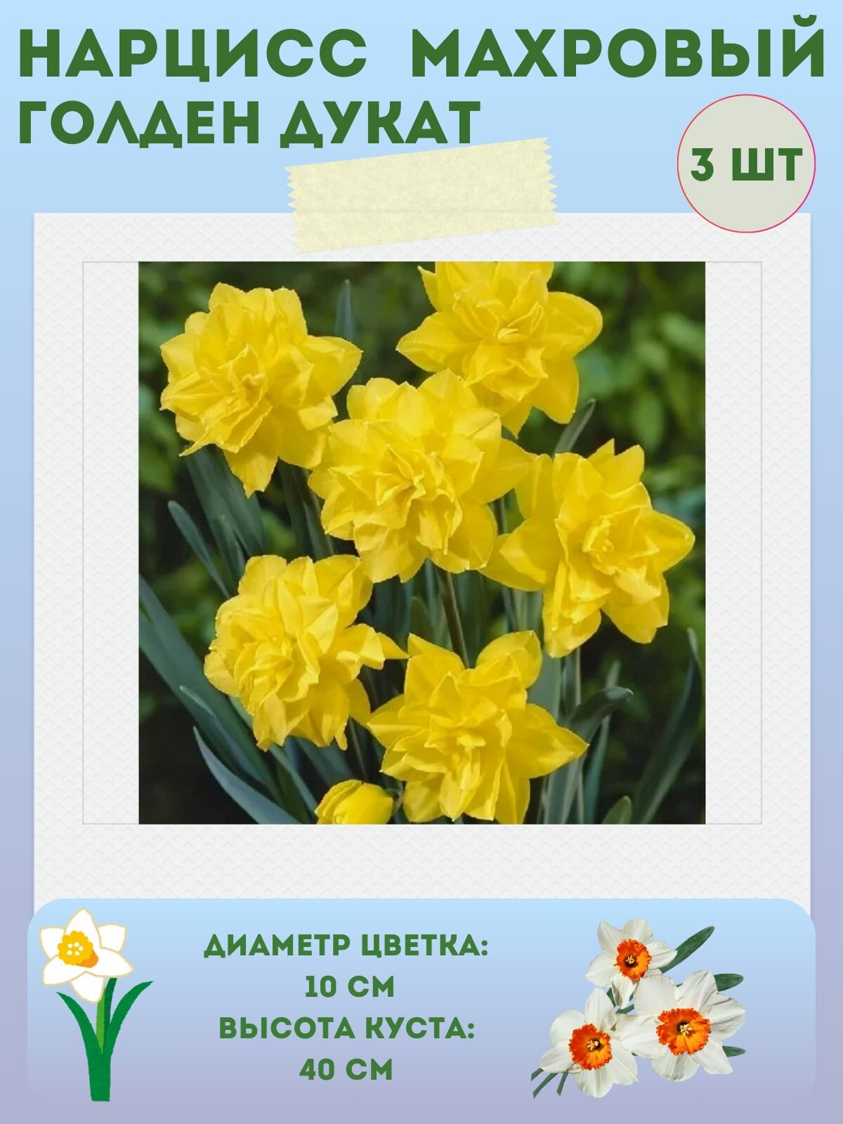 Нарцисс Голден Дукат многолетние цветы луковицы 3 шт