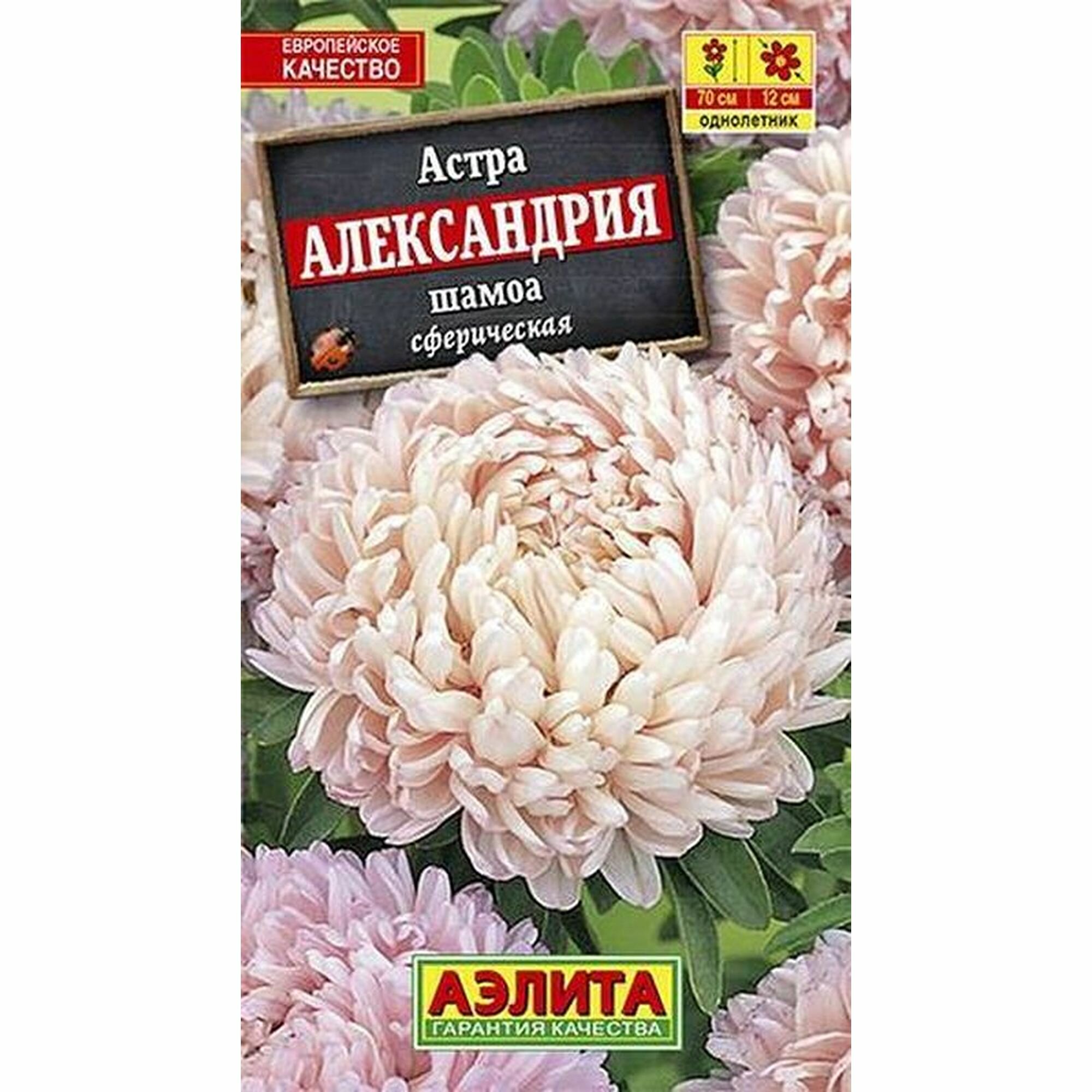 Семена Астра Александрия шамоа однолетник (Аэлита) 01г