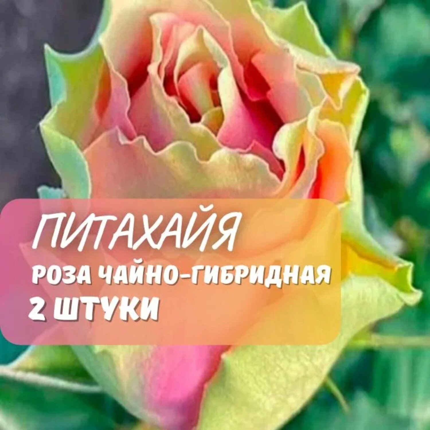 Роза чайно гибридная Питахайя 2 шт   розы  многолетняя  желто розовый