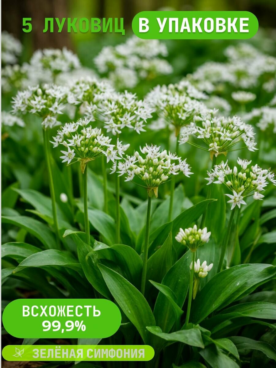 Черемша садовая - Лук медвежий (луковицы для посадки 5 шт) / клубни делёнки многолетних растений корни /