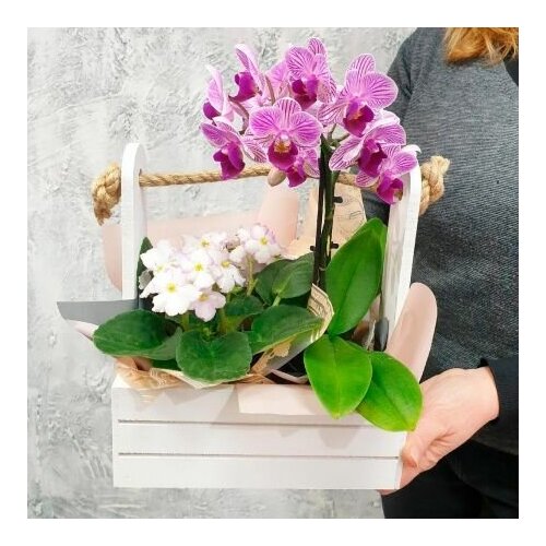 Орхидея в горшке,фиалка,композиция в ящике из комнатных растений