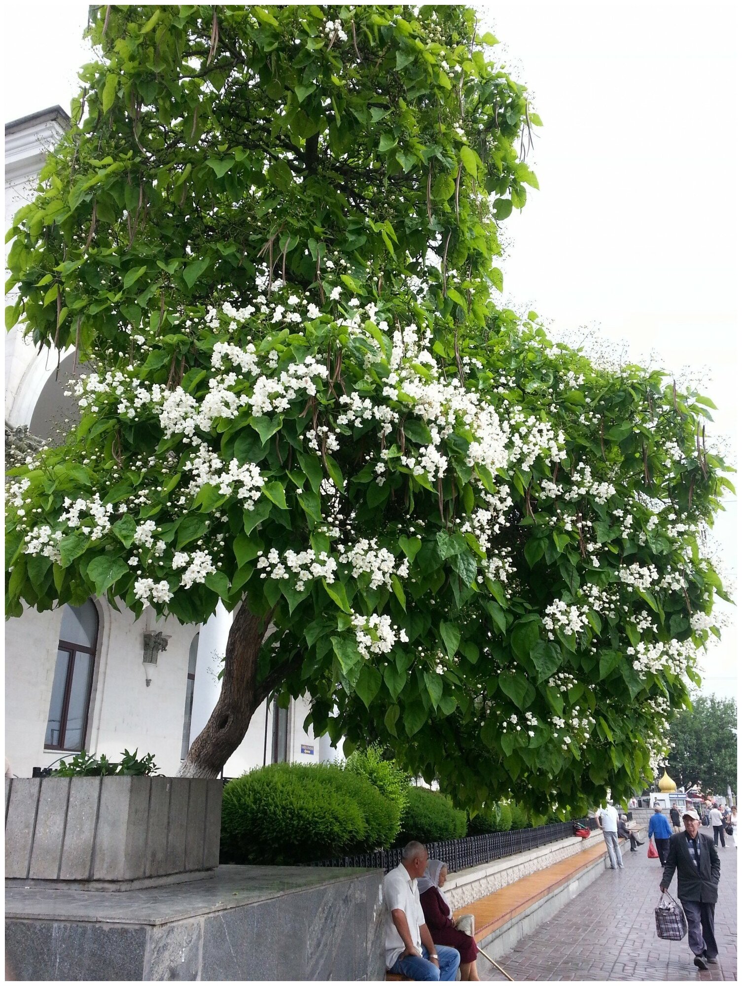 Катальпа дерево фото и описание как выглядит