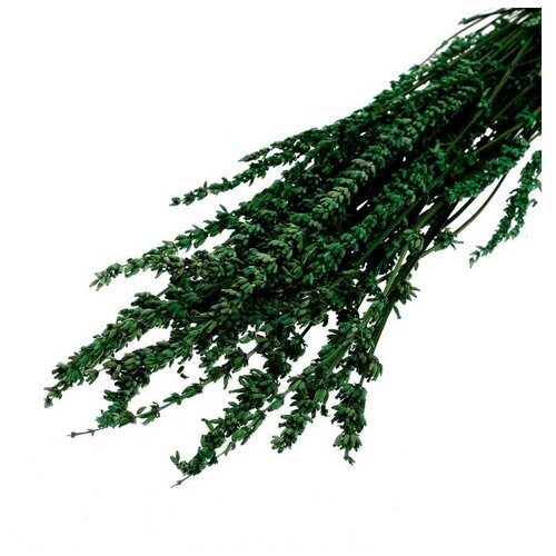 Сухоцвет «Лаванда узколистная», зелёный, 50 -100 г в упаковке