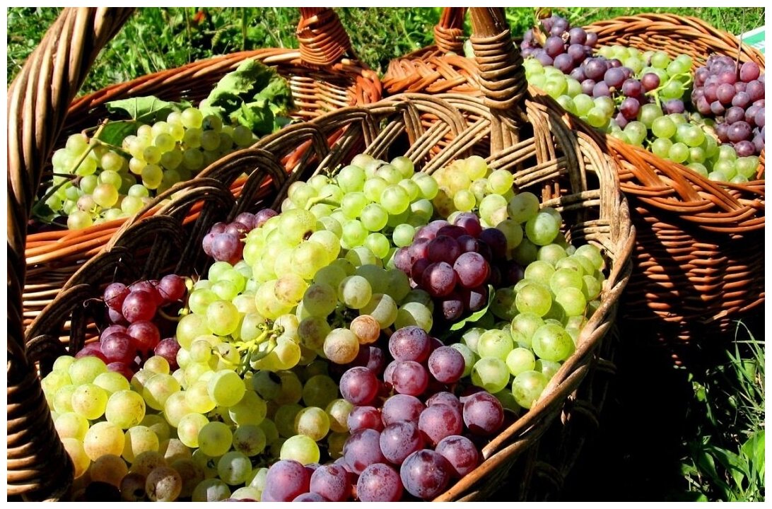 Удобрение Сладкий виноград, комплексное, минерал, гранулы, 1.2 г, БиоМастер - фотография № 7