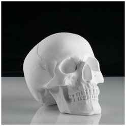 Гипсовая фигура анатомическая: череп анатомический, 14.5 х 22 х 16,5 см