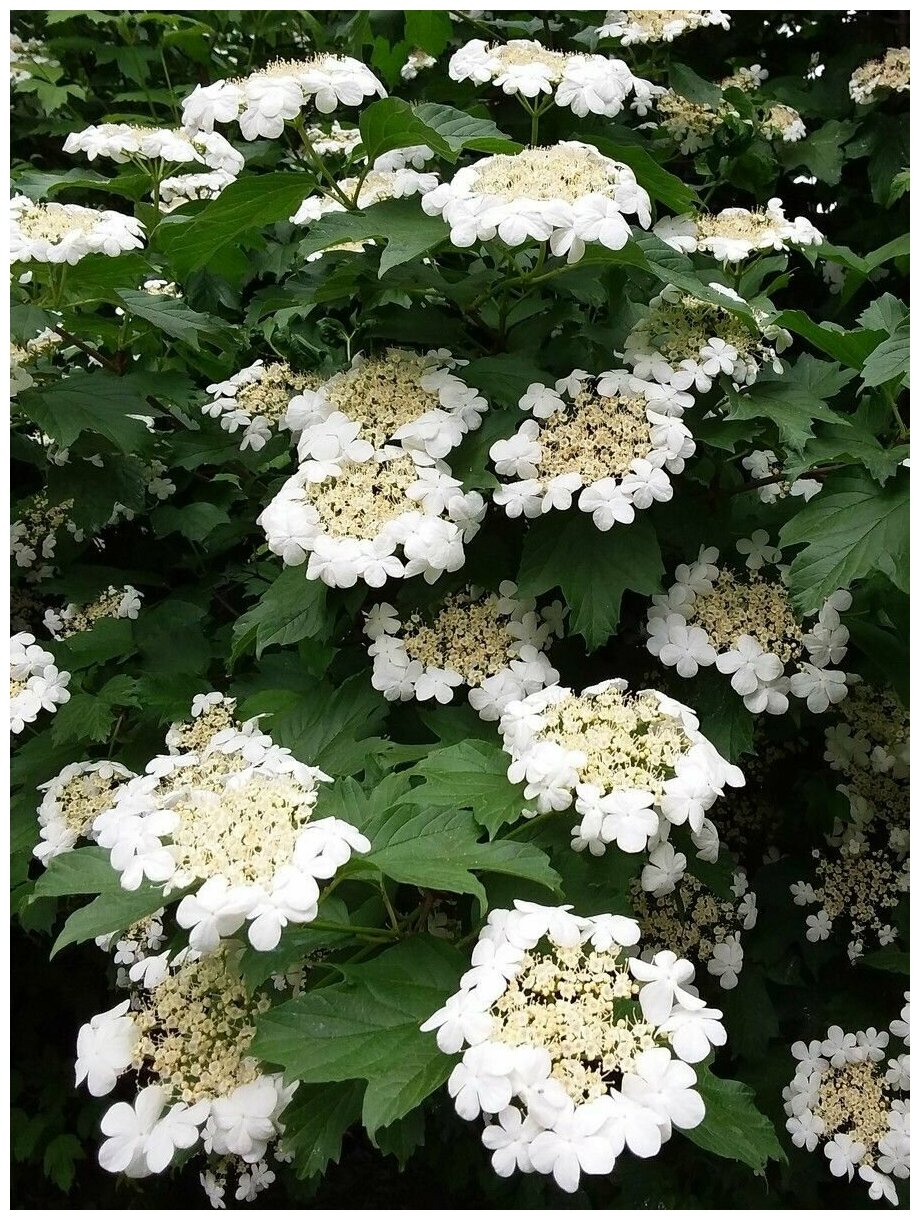 Семена Калина обыкновенная красная (Viburnum opulus) 165 штук