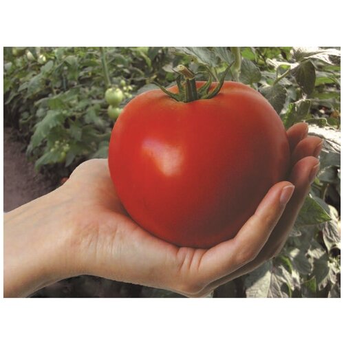 Махитос F1 семена томата индетерминантного 100 шт