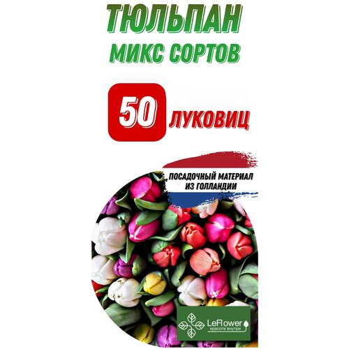 Тюльпан 50 луковиц микс сортов, Голландия