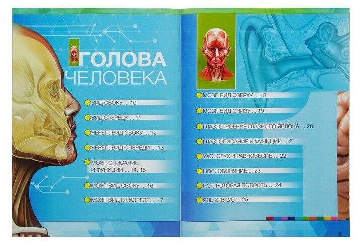 Книга Devar kids в дополненной реальности «Анатомия: органы человека» А4 - фото №5