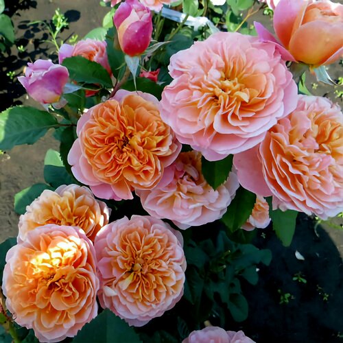 Роза плетистая Импрессионист розовый, желтый