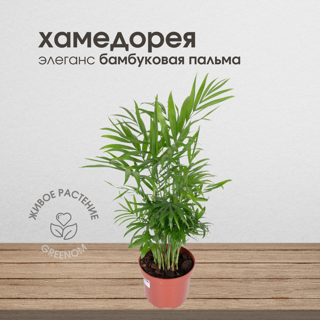 фото Бамбуковая пальма, живое комнатное растение Хамедорея Элеганс, высота 40-45 см