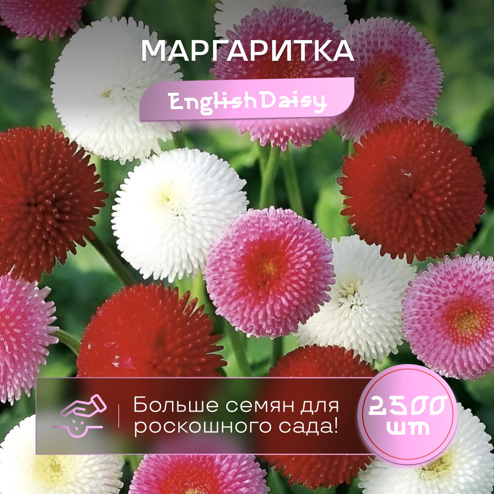 Маргаритка английская Pomponette яркий микс семена отборные 2500 штук