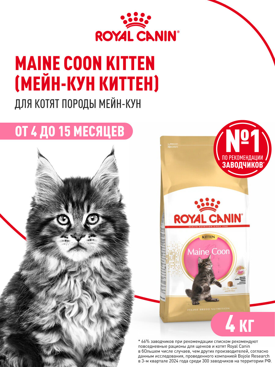 Сухой корм для котят Royal Canin Kitten для породы мейн кун, 4 кг — фото 1