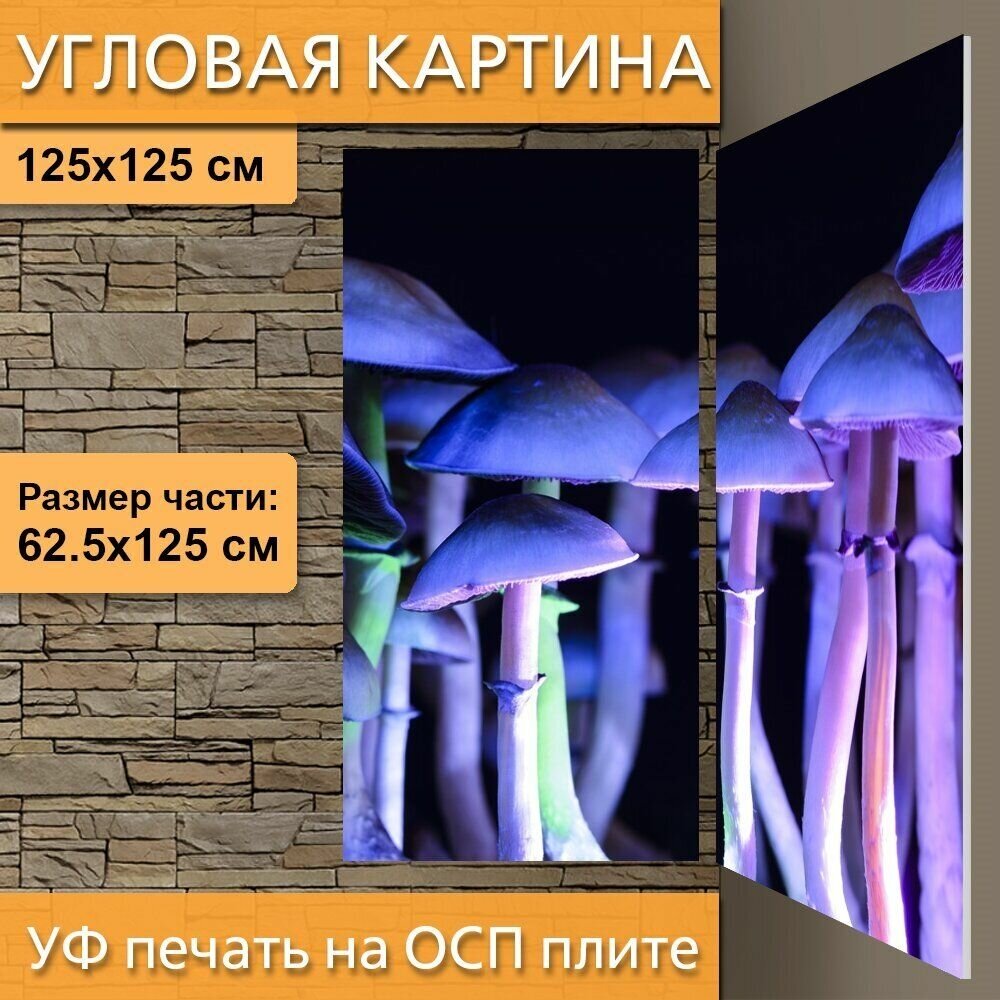 Грибы псилоцибин — купить по низкой цене на Яндекс Маркете