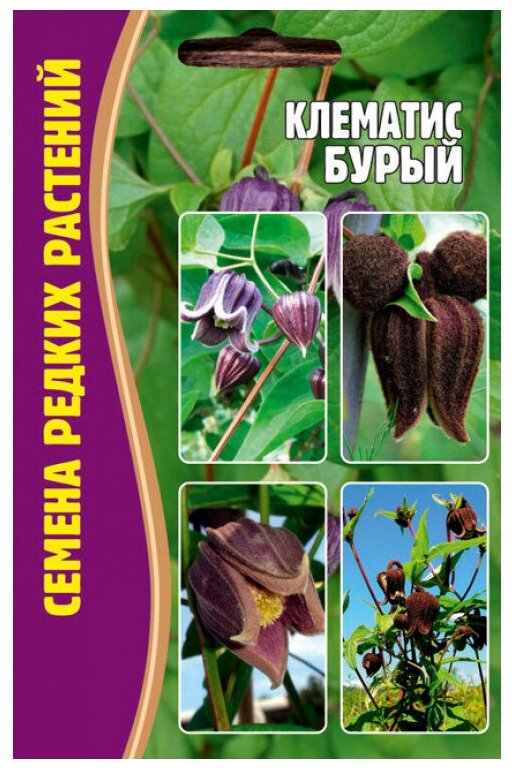 Семена Клематиса Бурого (Clematis fusca) (4 сем.)