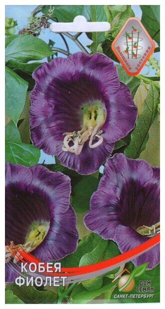 Кобея Фиолет 5 семян