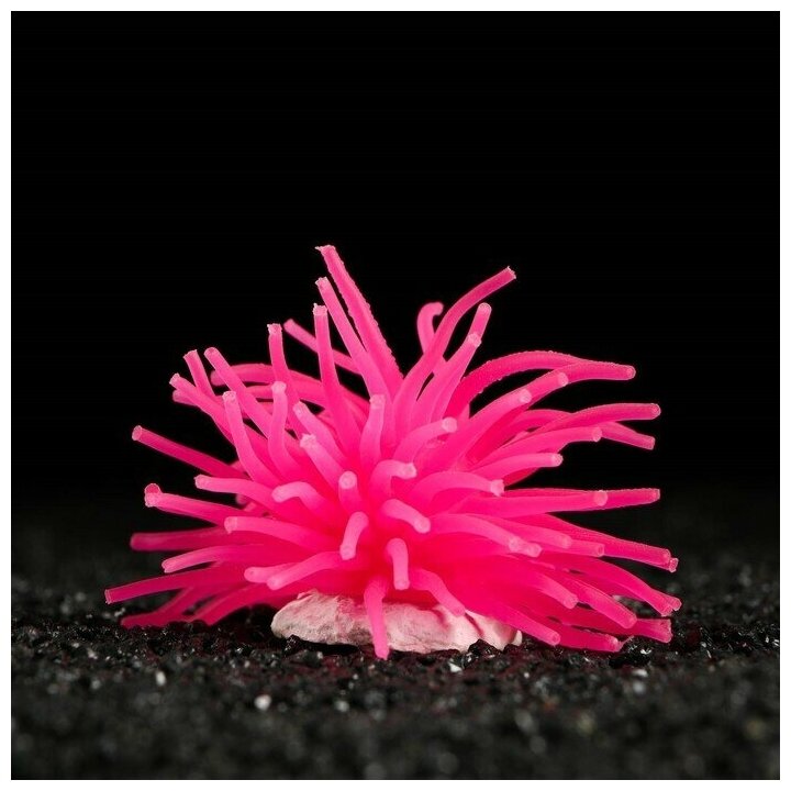 Декоративный анемон для аквариума 8 х 5 см розовый