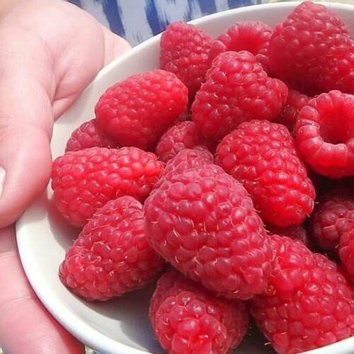 Малина крупноплодная Гигант Московский 719₽